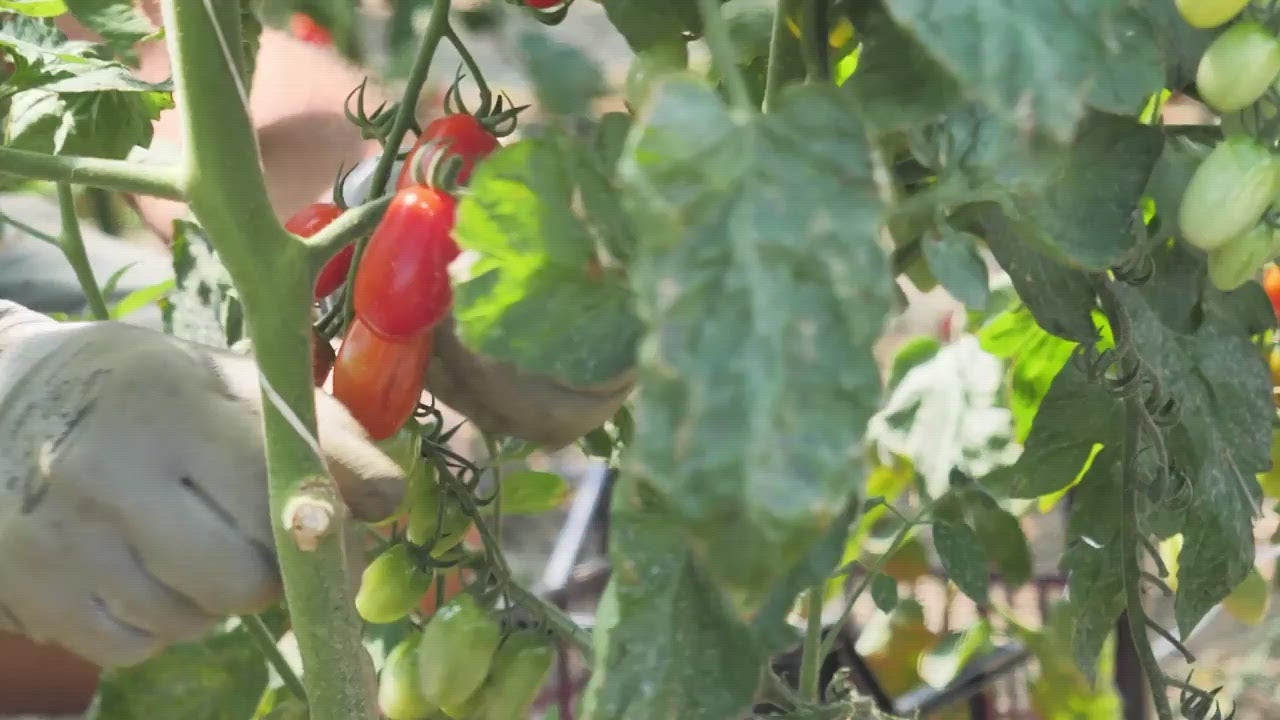 Passata di pomodoro 500g