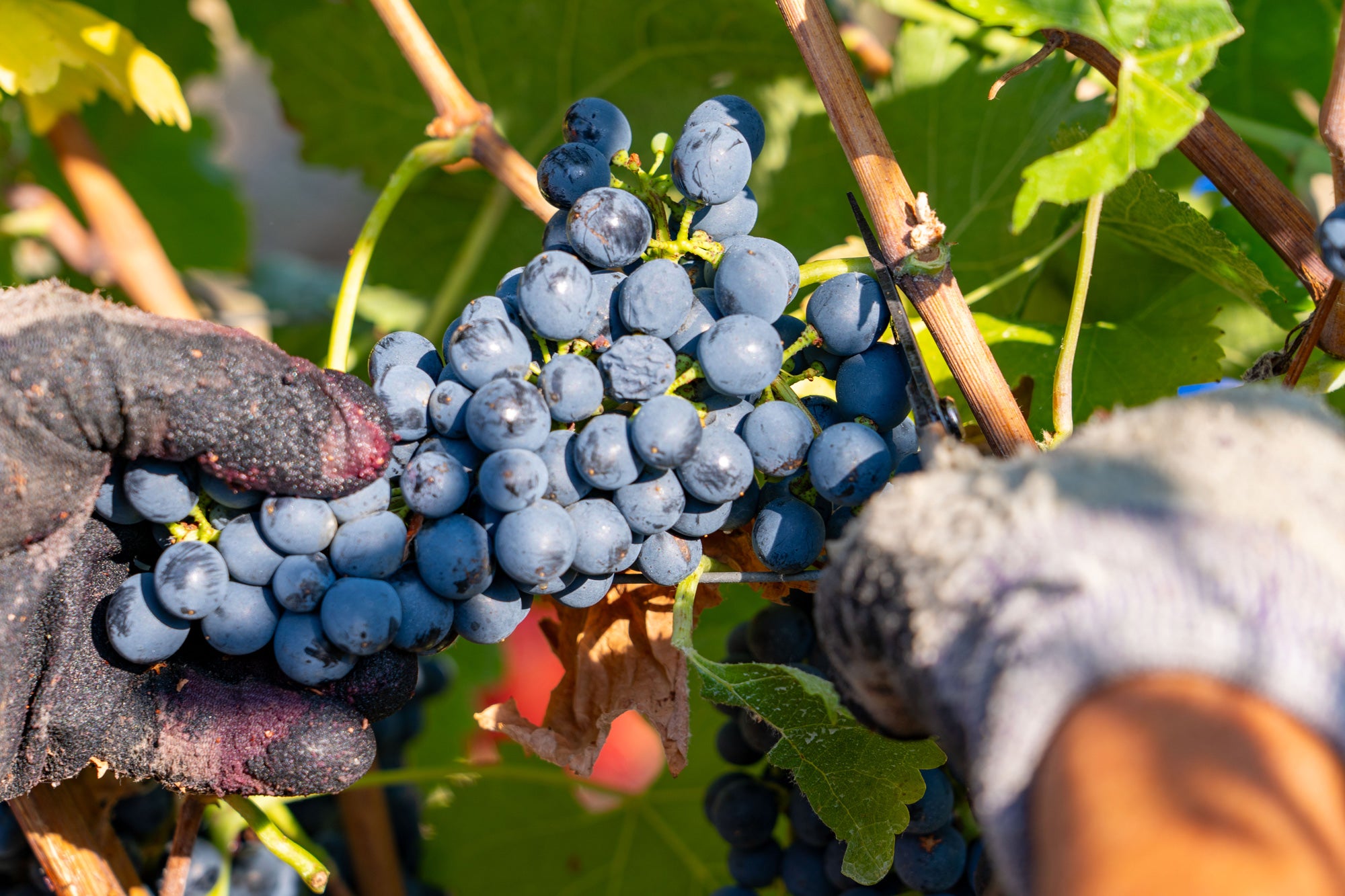 Avi, ancora riconoscimenti per il sangiovese di San Patrignano