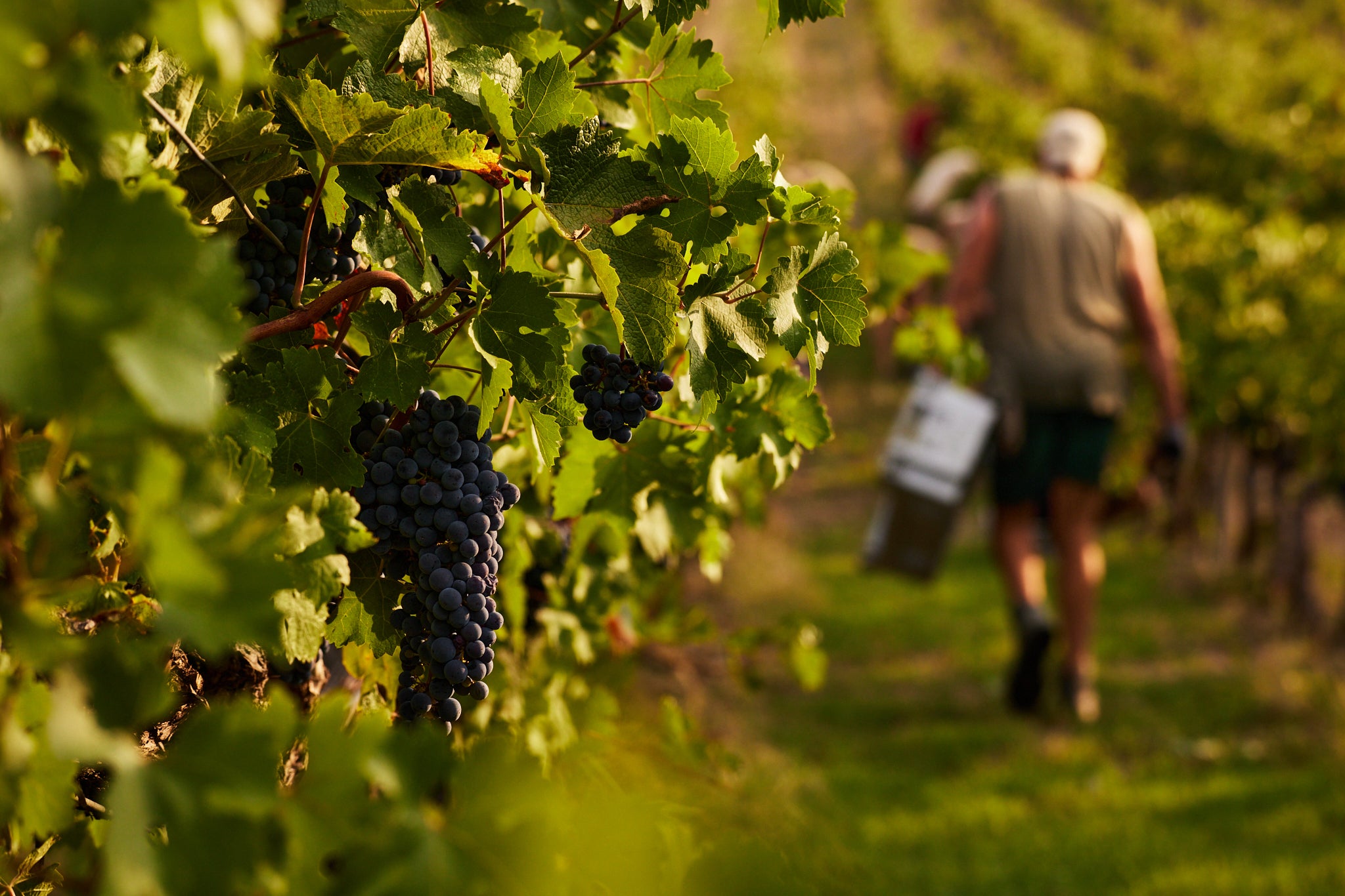 Sangiovese Superiore Riserva AVI, ancora riconoscimenti